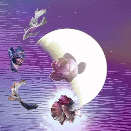 Pisces New Moon